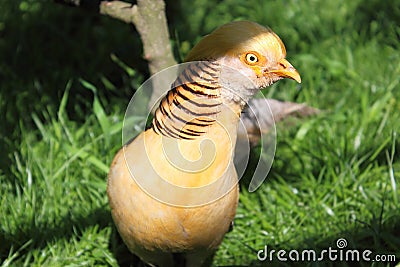 Gold pheasant Stock Photo