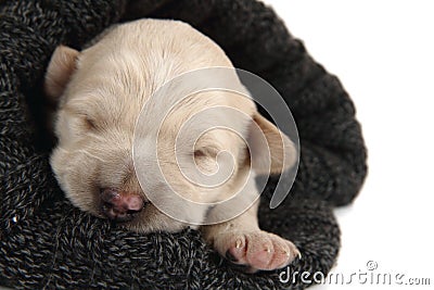 Gold retriver dog (baby) Stock Photo