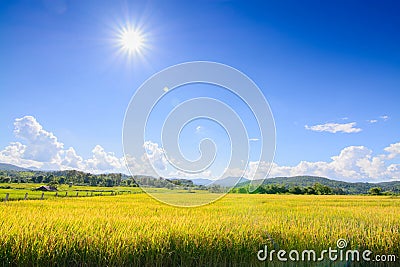 Gold rice filed under blue sky and cloud in harvest time Stock Photo