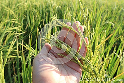 Gold rice plant in field and Sunset , Thailand 23 Dec 17 Stock Photo