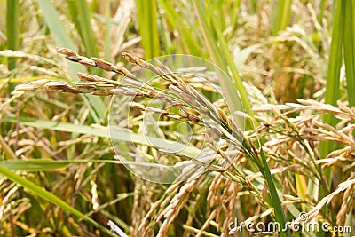 Gold rice spike in rice field Stock Photo