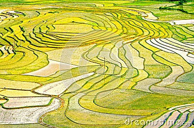 Gold rice terraces of Baping Stock Photo