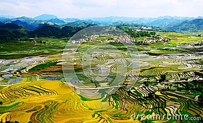 Gold rice terraces of Baping Stock Photo