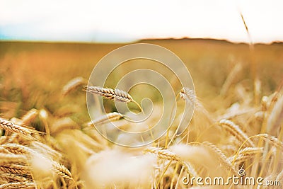 Gold ripe wheat field Stock Photo