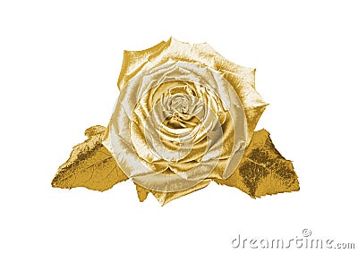 Gold rose Stock Photo