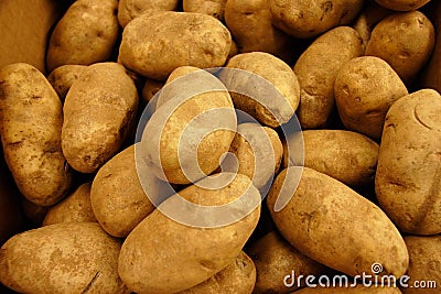 Gold Russet Potatoes Stock Photo