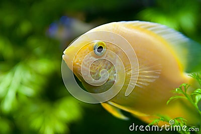 Gold Severum South American Cichlid in Aquarium Stock Photo