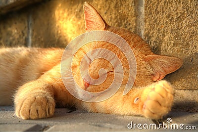 Gold sleeping cat Stock Photo