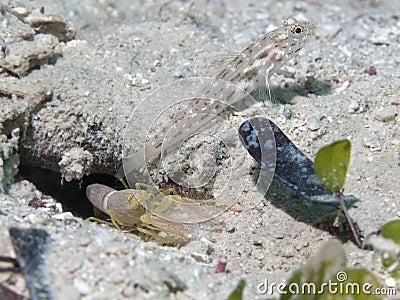 Gold-streaked prawn-goby and Djeddah snapping shrimp Stock Photo