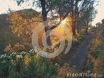 Gold Sunrise behind the tree at penanjakan Bromo Stock Photo