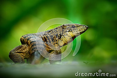 Gold tegu, Tupinambis teguixin, big reptile in the nature habitat, green exotic tropic animal in the green forest, Trinidad and To Stock Photo