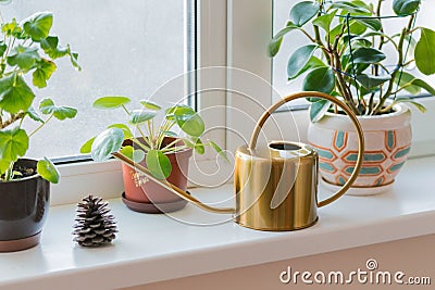 Gold watering can metal aluminum brass watering vessel, potted flowers on the windowsill Stock Photo