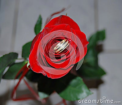 Gold wedding ring on a red rose close-up Stock Photo