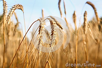 Gold wheat Stock Photo