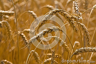 Gold wheat Stock Photo