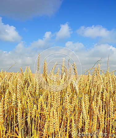 Gold wheat Stock Photo