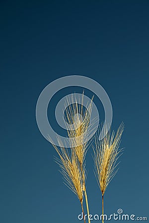 Gold Wheat Stock Photo