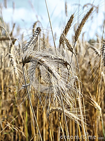 Gold wheat and blue sky Stock Photo