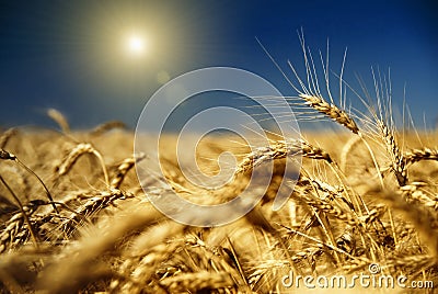 Gold wheat and blue sky Stock Photo