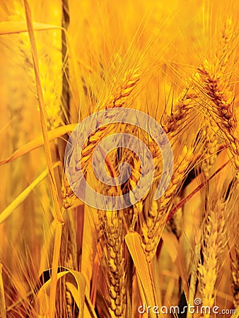 Gold wheat close-up Stock Photo