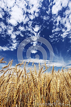 Gold wheat field Stock Photo