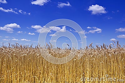 Gold wheat field Stock Photo