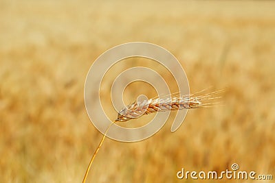 Gold wheat field Stock Photo
