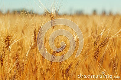 Gold wheat field Stock Photo