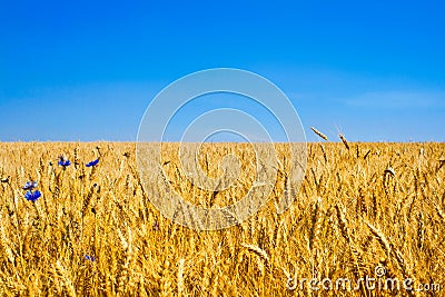 Gold Wheat Field or Ukraine flag Stock Photo