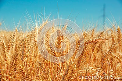 Gold wheat field Stock Photo