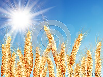Gold wheat field and blue sky. EPS 10 Vector Illustration