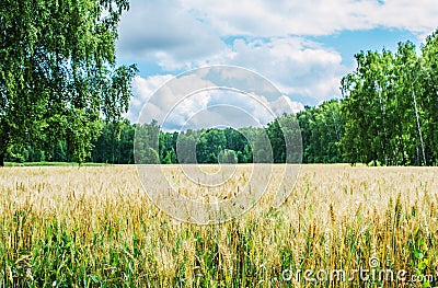 Gold wheat field and blue sky. Landscape of Russia, Zaraysk city Stock Photo