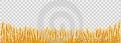 Gold wheat field on transparent background Vector Illustration