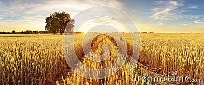 Gold Wheat flied panorama with tree at sunset, rural countryside Stock Photo