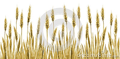 Gold Wheat and Grass Background. Cereal Agriculture Field Plants Watercolor illustration on white. Cartoon Illustration