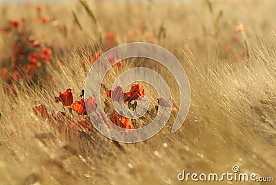 Gold wheat and poppies Stock Photo