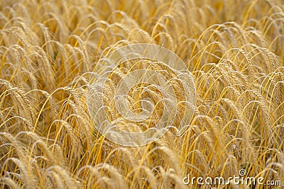 Gold Wheat. Rural countryside. Wheat field. Agriculture season. Autumn harvest. Background wheat field meadow. Field of wheats. Stock Photo