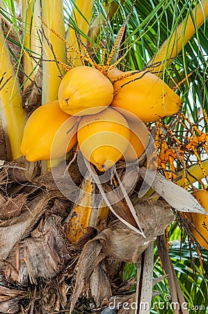 Gold yellow coconut seed Stock Photo