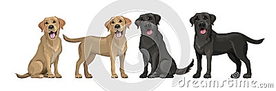 Gold yellow labrador retriever and black labrador retriever. Standing and sitting labradors isolated on white. Young and Vector Illustration