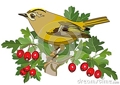 Goldcrest bird and hawthorn Stock Photo