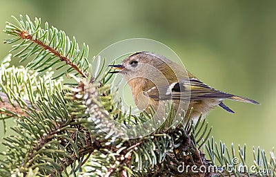 Goldcrest, Regulus regulus. A bird sits on a spruce branch and sings Stock Photo