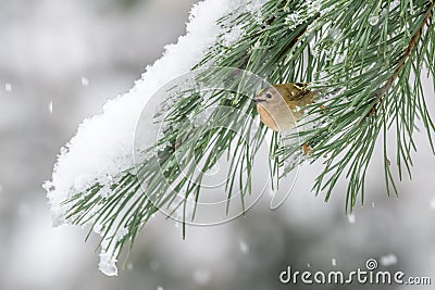 Goldcrest snow covered pine tree Stock Photo