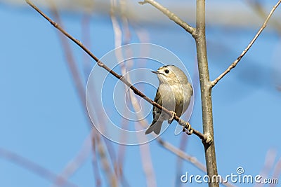 Goldcrest Regulus regulus Stock Photo