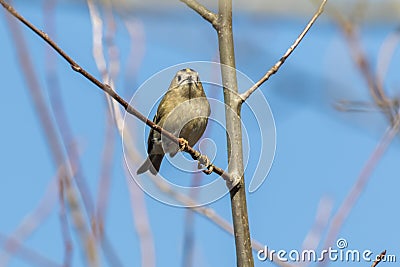 Goldcrest Regulus regulus Stock Photo