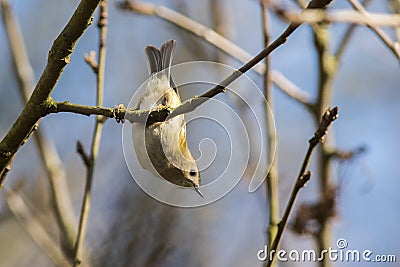 Goldcrest Regulus regulus Stock Photo