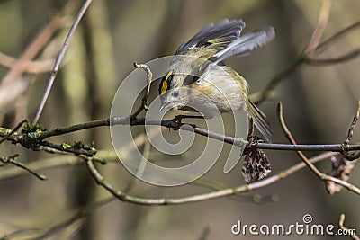 Goldcrest Regulus regulus Stock Photo