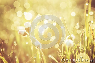 Golden abstract background concept, soft focus, bokeh, warm tone Stock Photo