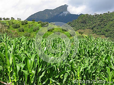 Golden Abundance: Beautiful Corn Farming Stock Photo