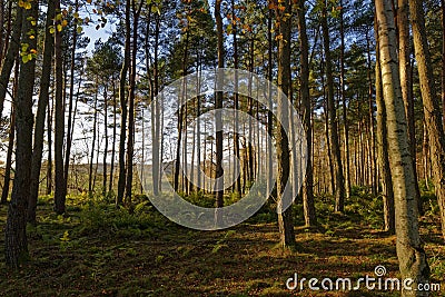 The golden afternoon light streaming through the Pine Trees of a Conifer Forest Stock Photo