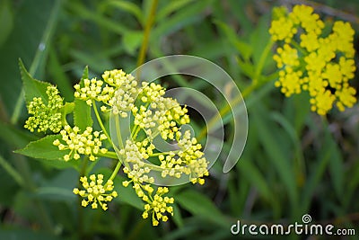 Golden Alexander - Yellow Wildflowers Stock Photo